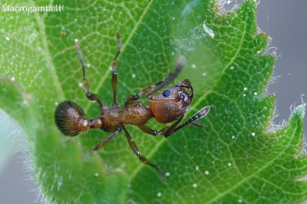 Common red ant - Myrmica rubra | Fotografijos autorius : Gintautas Steiblys | © Macronature.eu | Macro photography web site