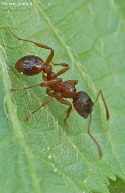 Common red ant - Myrmica rubra | Fotografijos autorius : Gintautas Steiblys | © Macronature.eu | Macro photography web site