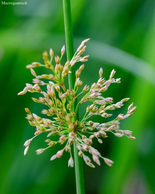 Soft rush | Juncus effusus | Fotografijos autorius : Darius Baužys | © Macrogamta.lt | Šis tinklapis priklauso bendruomenei kuri domisi makro fotografija ir fotografuoja gyvąjį makro pasaulį.