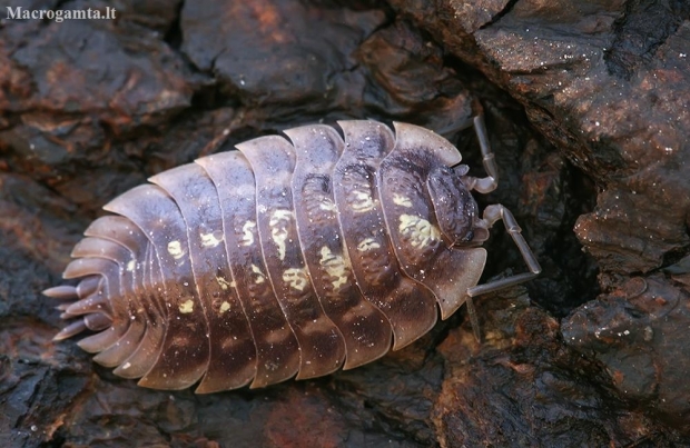 Common shiny woodlouse - Oniscus asellus | Fotografijos autorius : Gintautas Steiblys | © Macronature.eu | Macro photography web site