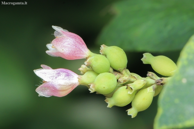 Common snowberry - Symphoricarpos albus | Fotografijos autorius : Gintautas Steiblys | © Macronature.eu | Macro photography web site