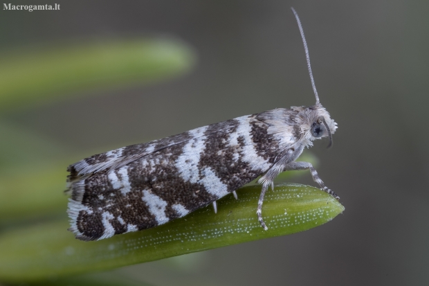 Common spruce bell - Epinotia tedella | Fotografijos autorius : Žilvinas Pūtys | © Macronature.eu | Macro photography web site