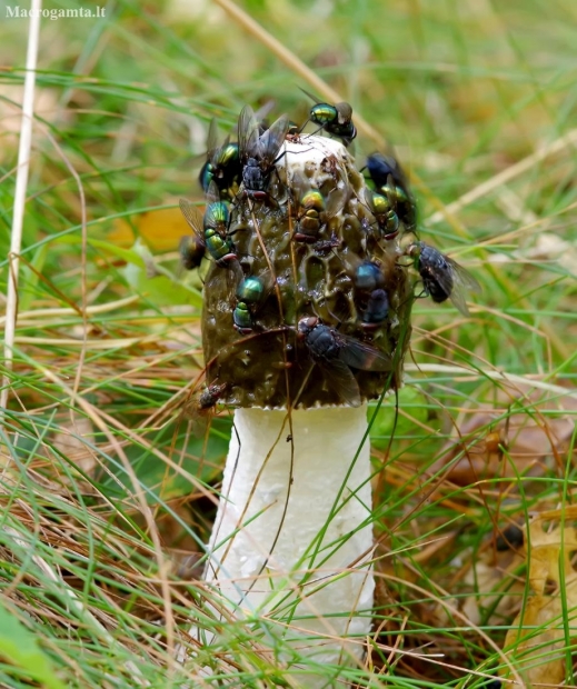 Common stinkhorn - Phallus impudicus | Fotografijos autorius : Romas Ferenca | © Macronature.eu | Macro photography web site