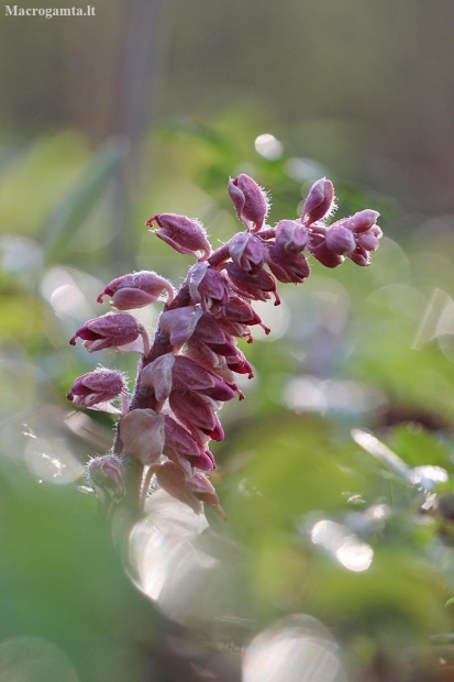 Common toothwort – Lathraea squamaria | Fotografijos autorius : Agnė Našlėnienė | © Macronature.eu | Macro photography web site