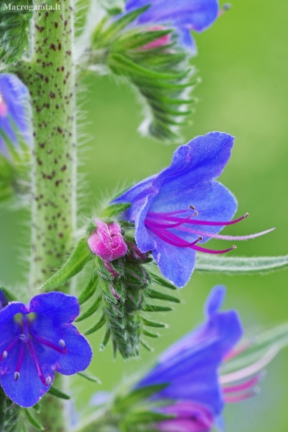 Common viper's-bugloss - Echium vulgare | Fotografijos autorius : Nomeda Vėlavičienė | © Macronature.eu | Macro photography web site