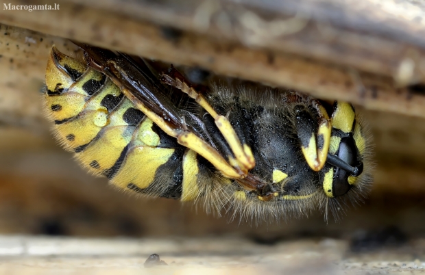 Common wasp - Vespula vulgaris | Fotografijos autorius : Kazimieras Martinaitis | © Macronature.eu | Macro photography web site