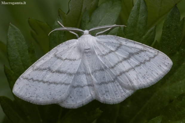 Pilkajuostis balsvasprindis - Cabera pusaria ♂ | Fotografijos autorius : Žilvinas Pūtys | © Macronature.eu | Macro photography web site