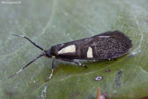Concealer moth - Dasycera imitatrix | Fotografijos autorius : Žilvinas Pūtys | © Macronature.eu | Macro photography web site