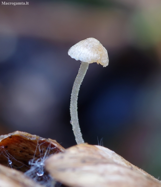 Conifercone cap - Baeospora myosura | Fotografijos autorius : Romas Ferenca | © Macronature.eu | Macro photography web site