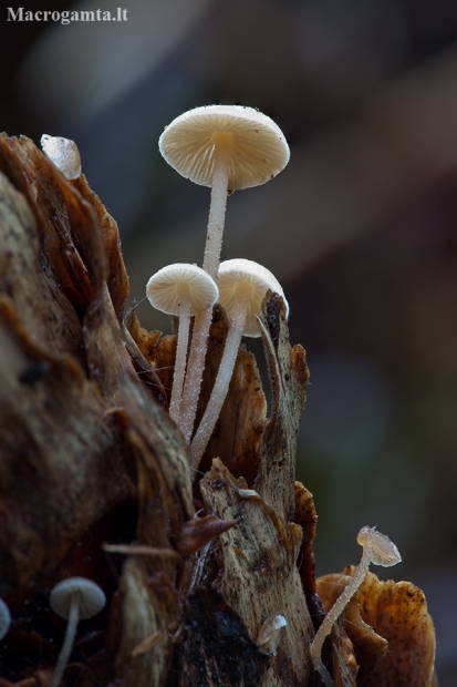 Conifercone cap - Baeospora myosura | Fotografijos autorius : Žilvinas Pūtys | © Macronature.eu | Macro photography web site