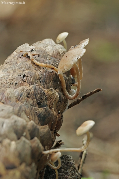 Conifercone cap - Baeospora myosura | Fotografijos autorius : Gintautas Steiblys | © Macronature.eu | Macro photography web site