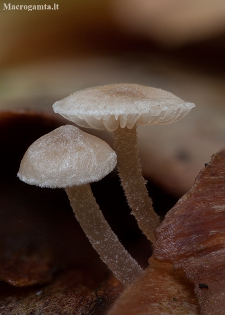 Pilkšvarudė mažasporė - Baeospora myosura | Fotografijos autorius : Žilvinas Pūtys | © Macronature.eu | Macro photography web site
