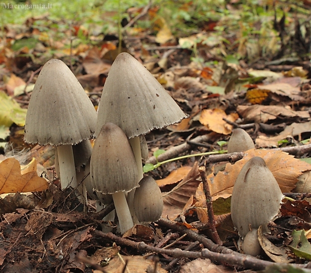 Smailiakepurė mėšlabudė - Coprinopsis acuminata | Fotografijos autorius : Vytautas Gluoksnis | © Macrogamta.lt | Šis tinklapis priklauso bendruomenei kuri domisi makro fotografija ir fotografuoja gyvąjį makro pasaulį.