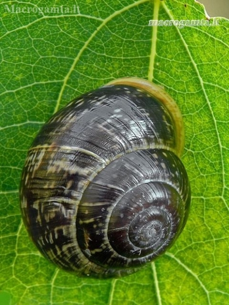 Taškuotoji arianta - Arianta arbustorum | Fotografijos autorius : Darius Baužys | © Macronature.eu | Macro photography web site