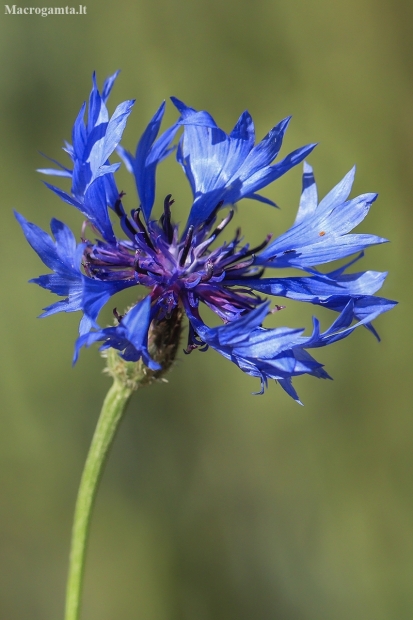 Cornflower - Centaurea cyanus | Fotografijos autorius : Gintautas Steiblys | © Macronature.eu | Macro photography web site