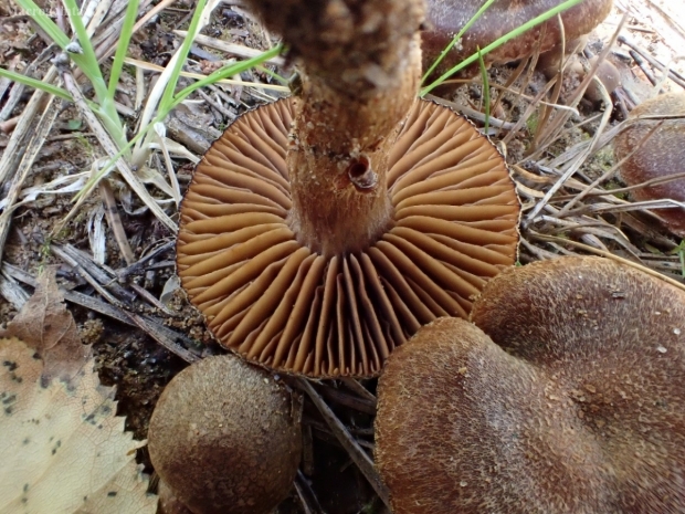 Nuosėdis - Cortinarius pinisquamulosus (Cortinarius lux-nymphae) | Fotografijos autorius : Vitalij Drozdov | © Macrogamta.lt | Šis tinklapis priklauso bendruomenei kuri domisi makro fotografija ir fotografuoja gyvąjį makro pasaulį.