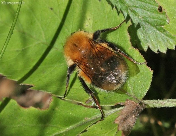 Medinė kamanė - Bombus hypnorum | Fotografijos autorius : Vytautas Gluoksnis | © Macronature.eu | Macro photography web site