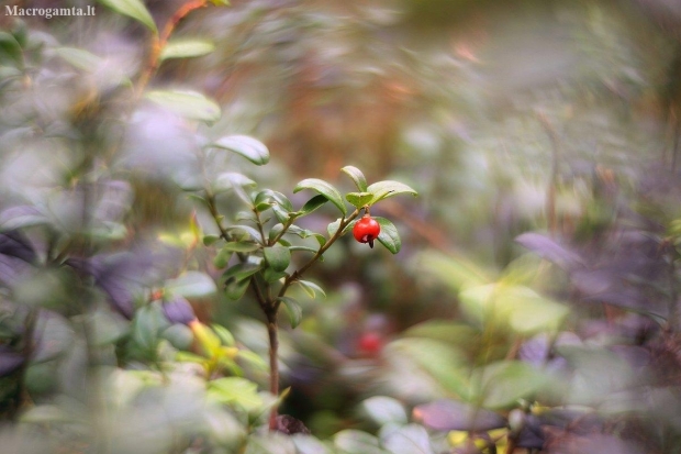 Cowberry - Vaccinium vitis-idaea | Fotografijos autorius : Vidas Brazauskas | © Macronature.eu | Macro photography web site
