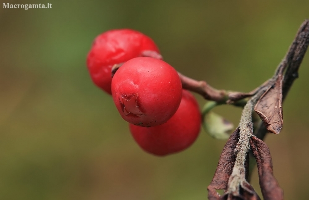 Cowberry - Vaccinium vitis-idaea | Fotografijos autorius : Gintautas Steiblys | © Macronature.eu | Macro photography web site