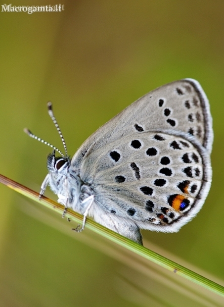 Cranberry Blue - Agriades optilete | Fotografijos autorius : Deividas Makavičius | © Macronature.eu | Macro photography web site