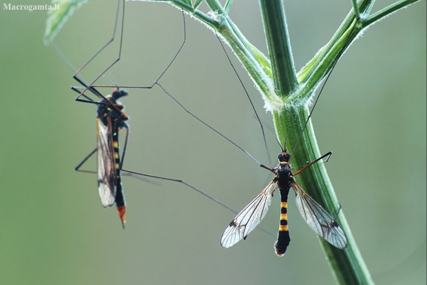 Crane fly - Nephrotoma crocata | Fotografijos autorius : Vidas Brazauskas | © Macronature.eu | Macro photography web site