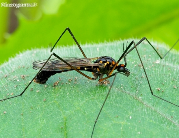 Crane fly - Nephrotoma crocata | Fotografijos autorius : Romas Ferenca | © Macronature.eu | Macro photography web site