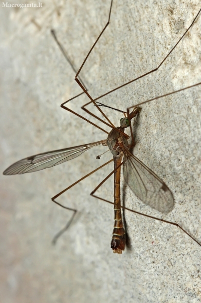 Crane fly - Tipula (Lunatipula) sp. | Fotografijos autorius : Gintautas Steiblys | © Macronature.eu | Macro photography web site