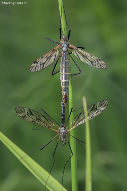 Cranefly - Tipula pseudovariipennis | Fotografijos autorius : Gintautas Steiblys | © Macronature.eu | Macro photography web site