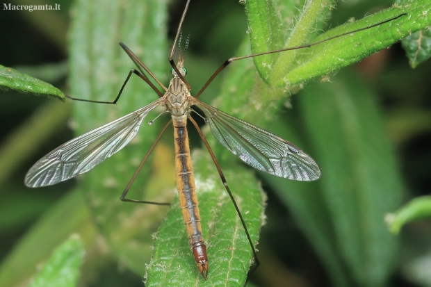 Cranefly - Tipula sp. | Fotografijos autorius : Gintautas Steiblys | © Macrogamta.lt | Šis tinklapis priklauso bendruomenei kuri domisi makro fotografija ir fotografuoja gyvąjį makro pasaulį.