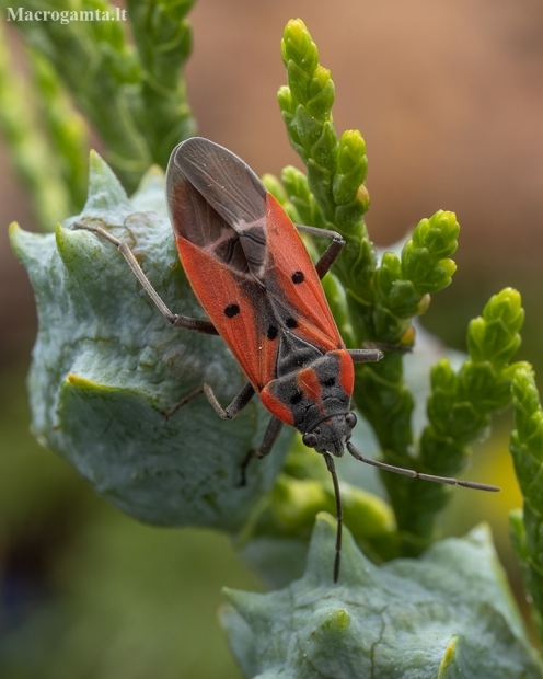 Cretan Seed Bug - Lygaeus creticus | Fotografijos autorius : Žilvinas Pūtys | © Macronature.eu | Macro photography web site