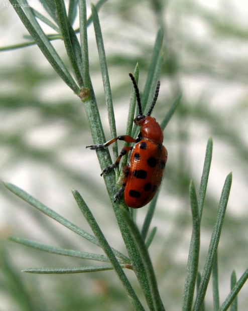 Dvylikadėmis smidrinukas - Crioceris duodecimpunctata | Fotografijos autorius : Vitalii Alekseev | © Macrogamta.lt | Šis tinklapis priklauso bendruomenei kuri domisi makro fotografija ir fotografuoja gyvąjį makro pasaulį.