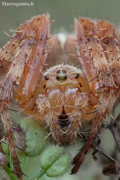 Cross orbweaver - Araneus diadematus ♀ | Fotografijos autorius : Žilvinas Pūtys | © Macronature.eu | Macro photography web site