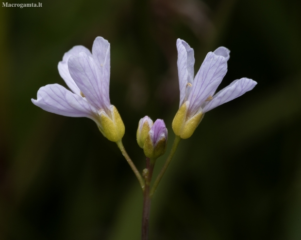 Cuckoo flower - Cardamine pratensis | Fotografijos autorius : Žilvinas Pūtys | © Macronature.eu | Macro photography web site