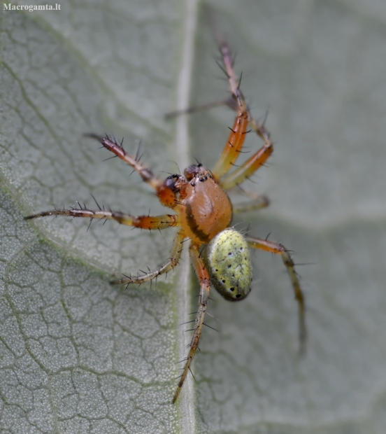 Cucumber green spider - Araniella cucurbitina | Fotografijos autorius : Kazimieras Martinaitis | © Macrogamta.lt | Šis tinklapis priklauso bendruomenei kuri domisi makro fotografija ir fotografuoja gyvąjį makro pasaulį.