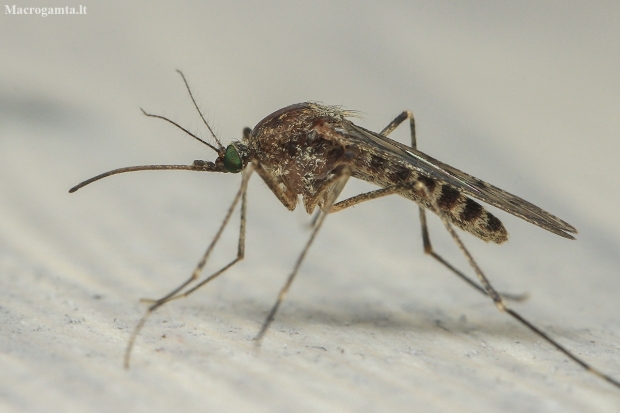 Culicine mosquito - Culiseta alaskensis | Fotografijos autorius : Gintautas Steiblys | © Macronature.eu | Macro photography web site