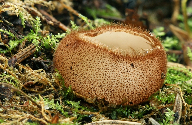 Pusrutulinė humaria - Humaria hemisphaerica | Fotografijos autorius : Gintautas Steiblys | © Macrogamta.lt | Šis tinklapis priklauso bendruomenei kuri domisi makro fotografija ir fotografuoja gyvąjį makro pasaulį.