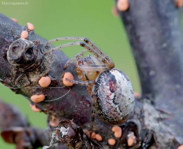 Dėmėtasis trūkininkas - Zygiella x-notata | Fotografijos autorius : Romas Ferenca | © Macrogamta.lt | Šis tinklapis priklauso bendruomenei kuri domisi makro fotografija ir fotografuoja gyvąjį makro pasaulį.