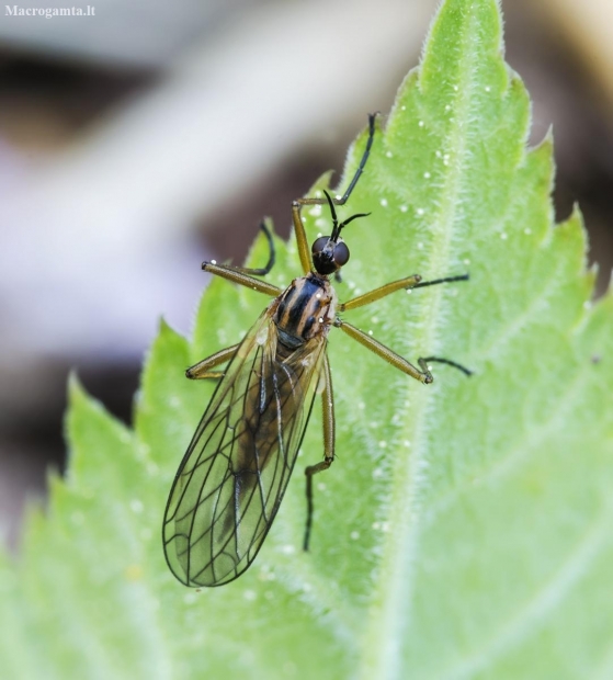 Dagger Fly - Empis trigramma | Fotografijos autorius : Kazimieras Martinaitis | © Macronature.eu | Macro photography web site