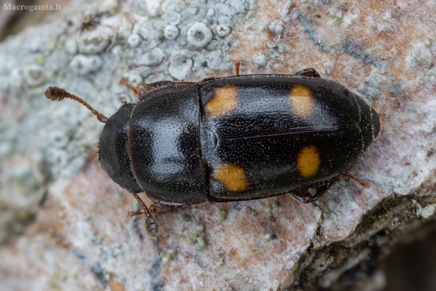 Daržinis žvilgvabalis - Glischrochilus hortensis | Fotografijos autorius : Žilvinas Pūtys | © Macrogamta.lt | Šis tinklapis priklauso bendruomenei kuri domisi makro fotografija ir fotografuoja gyvąjį makro pasaulį.