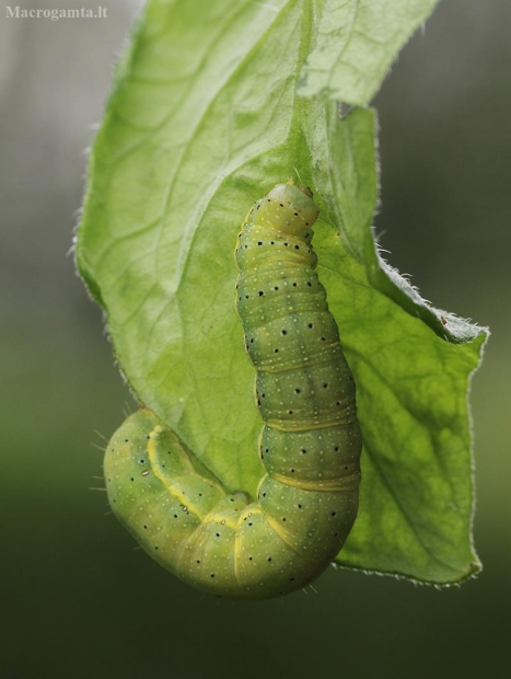 Daržinis pelėdgalvis - Lacanobia oleracea | Fotografijos autorius : Agnė Našlėnienė | © Macrogamta.lt | Šis tinklapis priklauso bendruomenei kuri domisi makro fotografija ir fotografuoja gyvąjį makro pasaulį.