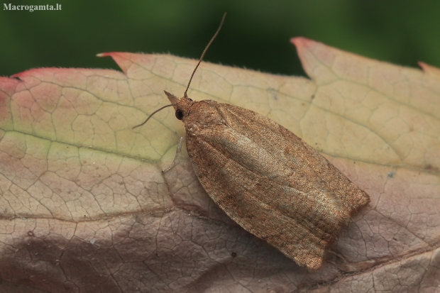 Dark Fruit-tree Tortrix - Pandemis heparana | Fotografijos autorius : Gintautas Steiblys | © Macronature.eu | Macro photography web site