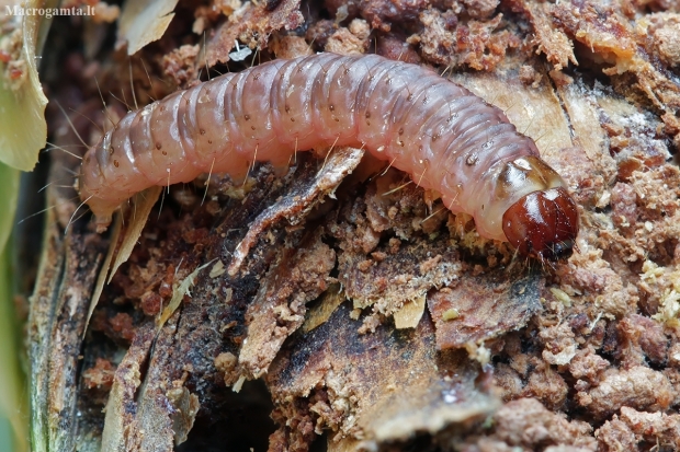 Dark Pine Knot-horn - Dioryctria abietella, caterpillar | Fotografijos autorius : Gintautas Steiblys | © Macronature.eu | Macro photography web site