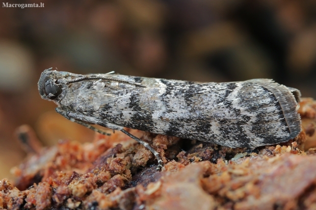 Dark Pine Knot-horn - Dioryctria abietella | Fotografijos autorius : Gintautas Steiblys | © Macronature.eu | Macro photography web site