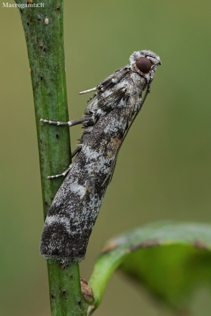 Dark Pine Knot-horn - Dioryctria abietella | Fotografijos autorius : Gintautas Steiblys | © Macronature.eu | Macro photography web site