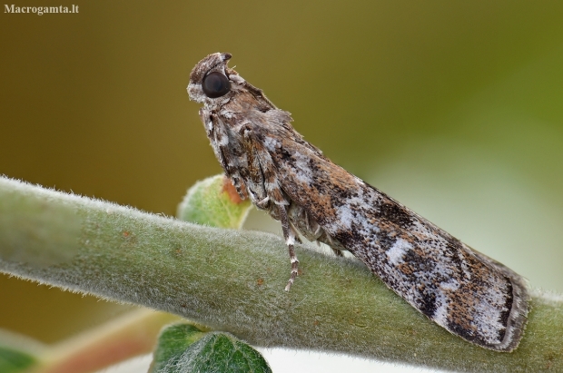 Dark Pine Knot-horn - Dioryctria abietella | Fotografijos autorius : Arūnas Eismantas | © Macronature.eu | Macro photography web site