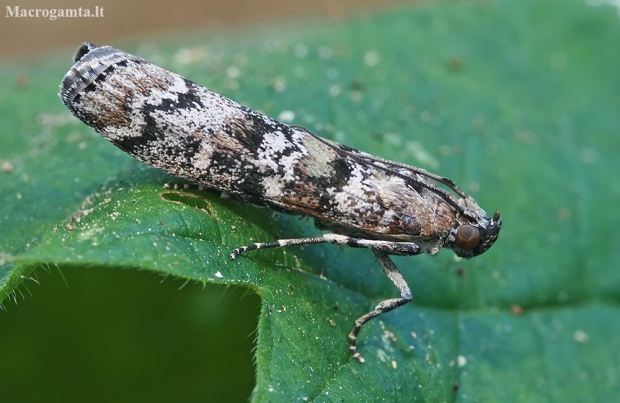 Dark Pine Knot-horn - Dioryctria abietella | Fotografijos autorius : Gintautas Steiblys | © Macronature.eu | Macro photography web site