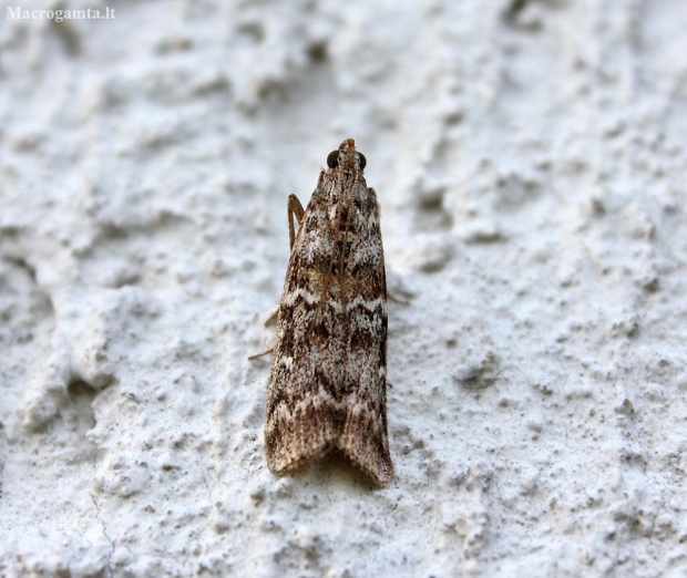 Dark Pine Knot-horn - Dioryctria abietella | Fotografijos autorius : Vytautas Gluoksnis | © Macronature.eu | Macro photography web site