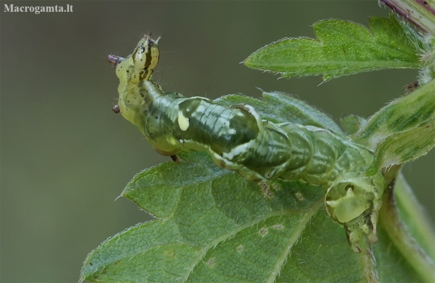 Dark Spectacle - Abrostola triplasia, caterpillar | Fotografijos autorius : Gintautas Steiblys | © Macronature.eu | Macro photography web site