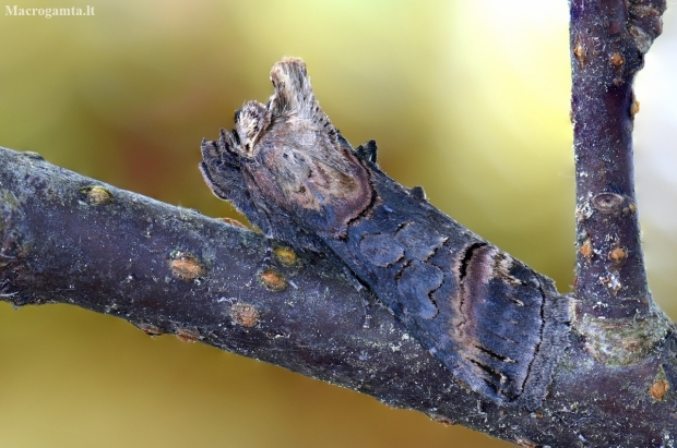 Dark Spectacle - Abrostola triplasia | Fotografijos autorius : Arūnas Eismantas | © Macronature.eu | Macro photography web site