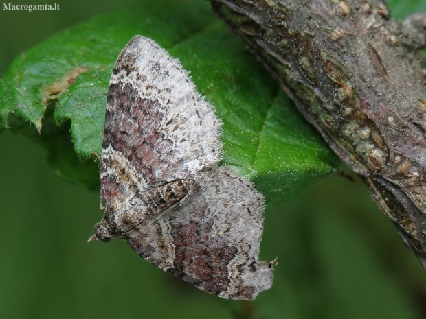 Rūdžiajuostė cidarija - Xanthorhoe ferrugata | Fotografijos autorius : Vidas Brazauskas | © Macronature.eu | Macro photography web site